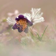 purple pulsatilla pratensis