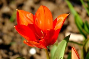 orange tulip with pointed petals close-up