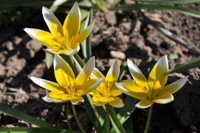 yellow white tulips in the garden