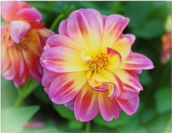 two-color garden dahlia close-up