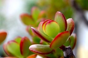 Crassula Plant