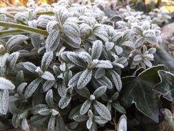 Frozen Leaves Ice