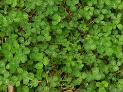 green clover foliage