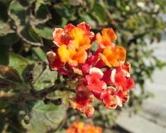 Big Lantana Camara close-up on blurred background