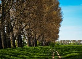 meadow in the evening