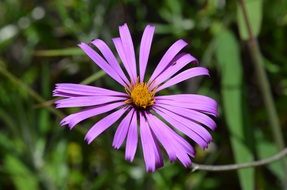 purple flower in peruvian forest