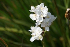 white flowers on a background of green leaves