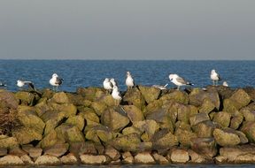 Beautiful and colorful seagulls on a stone dam near the water