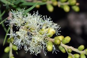 White Melaleuca Squarrosa in a garden