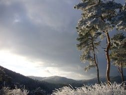 stormy sky over pine trees