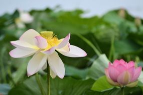 water lilies as a decoration on the pond