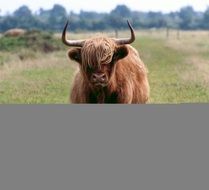 Scottish Hochlandrind N2
