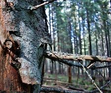 lichen on tree bark in the forest