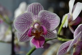 filigreed orchid blossom