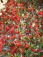 Weeping Holly Weeping