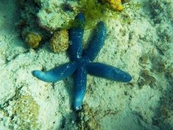 blue starfish in the underwater world