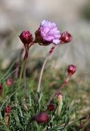 Closeup picture of spring Wild Flower