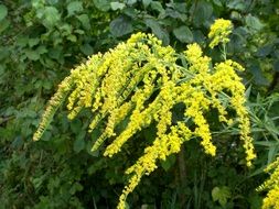 yellow flowers on a green bush