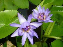 purple flowers water lilies on a pond