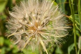 fascinating Dandelion