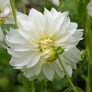 white dahlias with buds on a bush close-up