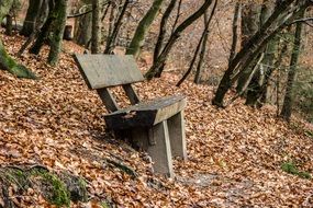 bench among dry autumn foliage in the park