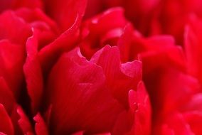 closeup of a red peony