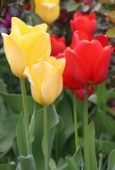 yellow and red Tulips Flowers