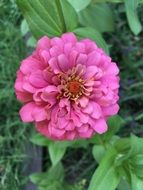 delightful beauty Zinnia