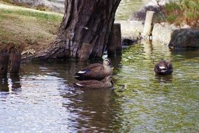 Waterfowl in Natural Lake