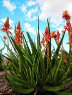 Kniphofia Red Hot