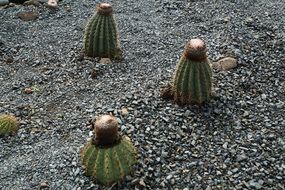 cacti on stones in the british virgin islands