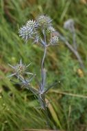 spines of a thistle close-up