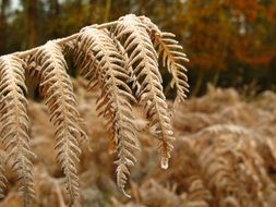 dry Fern leaves at Winter