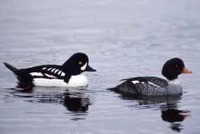 Barrow's goldeneye is a medium-sized sea duck