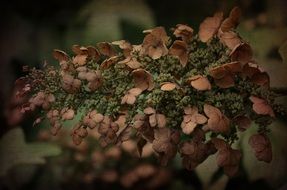 dead hydrangea close-up on blurred background