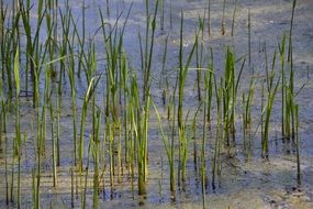 green grass in the pond