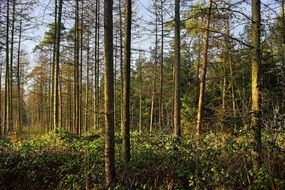 forest on a clear sunny day