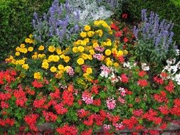 colorful flowers garden
