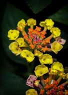 Lantana Blossom Bloom