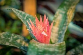 indoor plant with a pink oblong flower