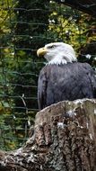 white adler on a stump