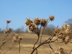 dry burdock on a sunny day