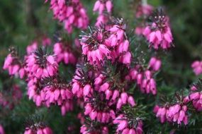 Heather Flower Spring Pink