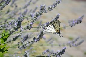 splendiferous spring Butterfly