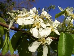 Flowers Menopause