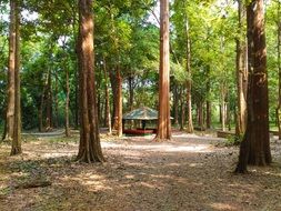 plantation in the forest among the trees