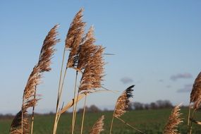 dry seed heads of Reed on Wind at Spring