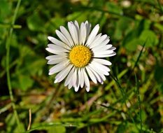 lonely white Daisy Flower closeup