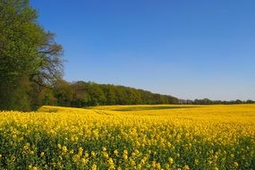 bright yellow rapeseed field against a background of green forest